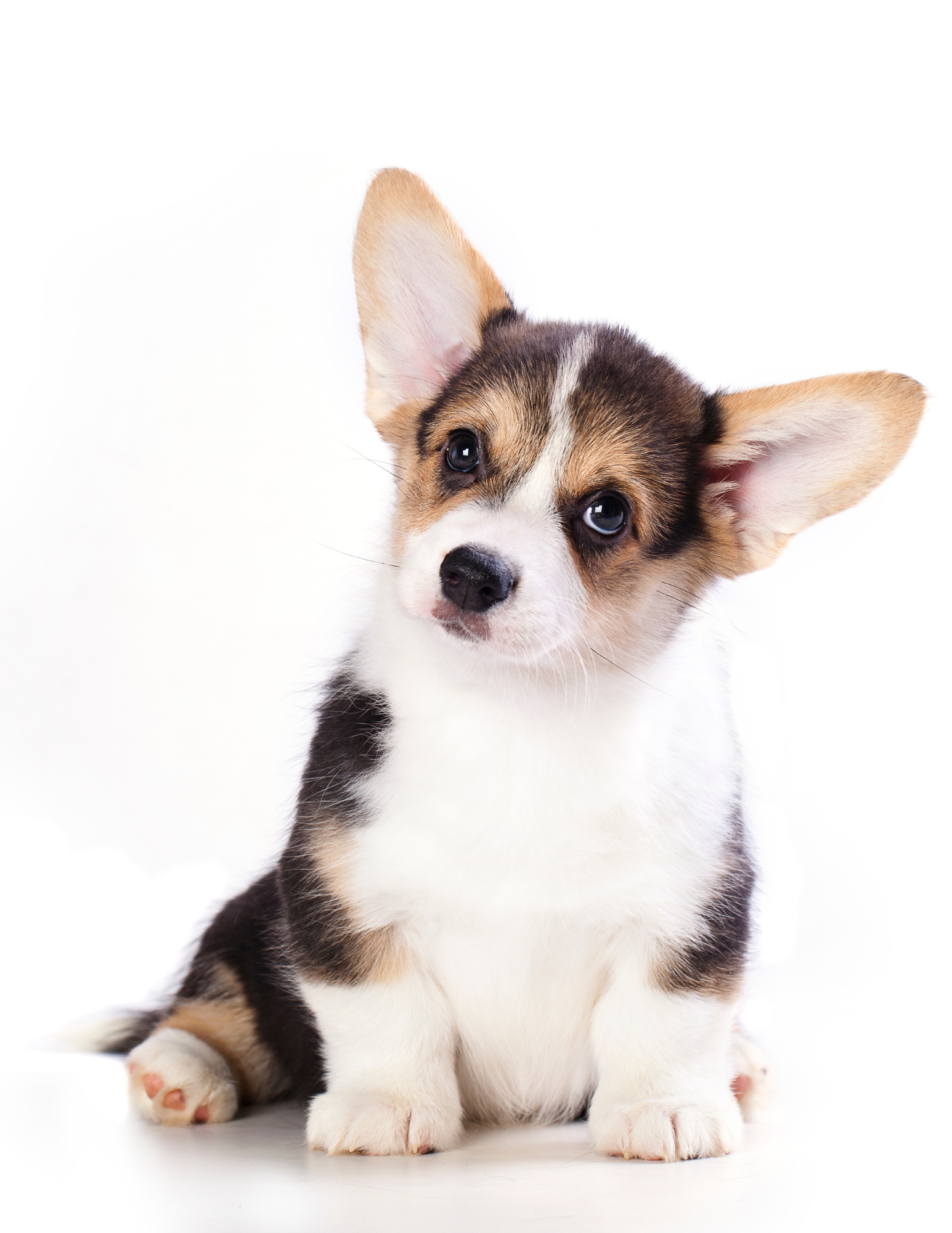 CACHORRO