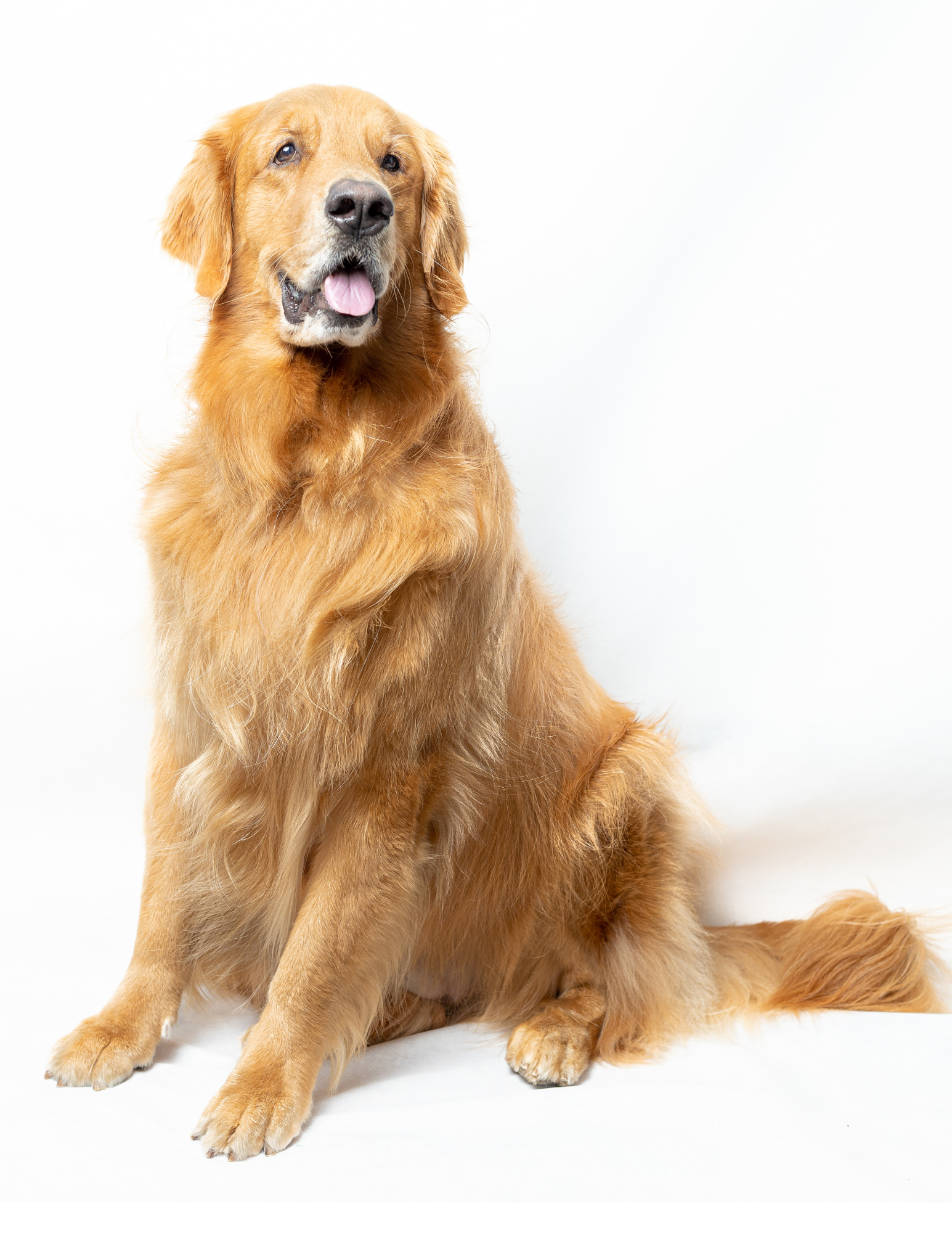 PERRO ADULTO