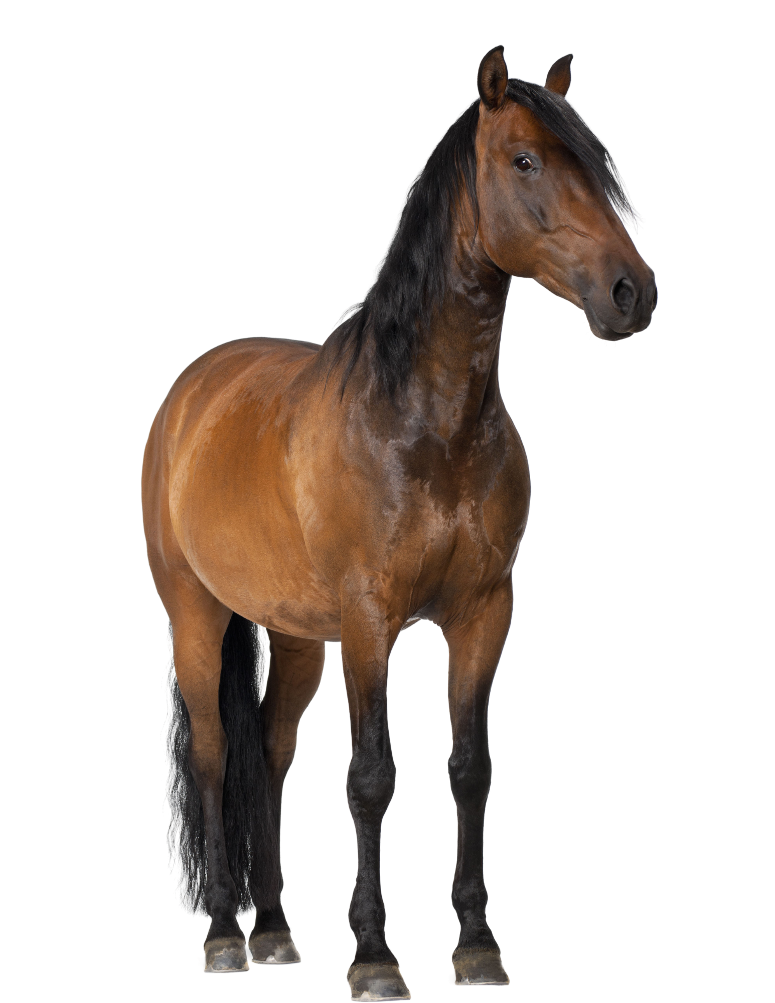 CABALLOS