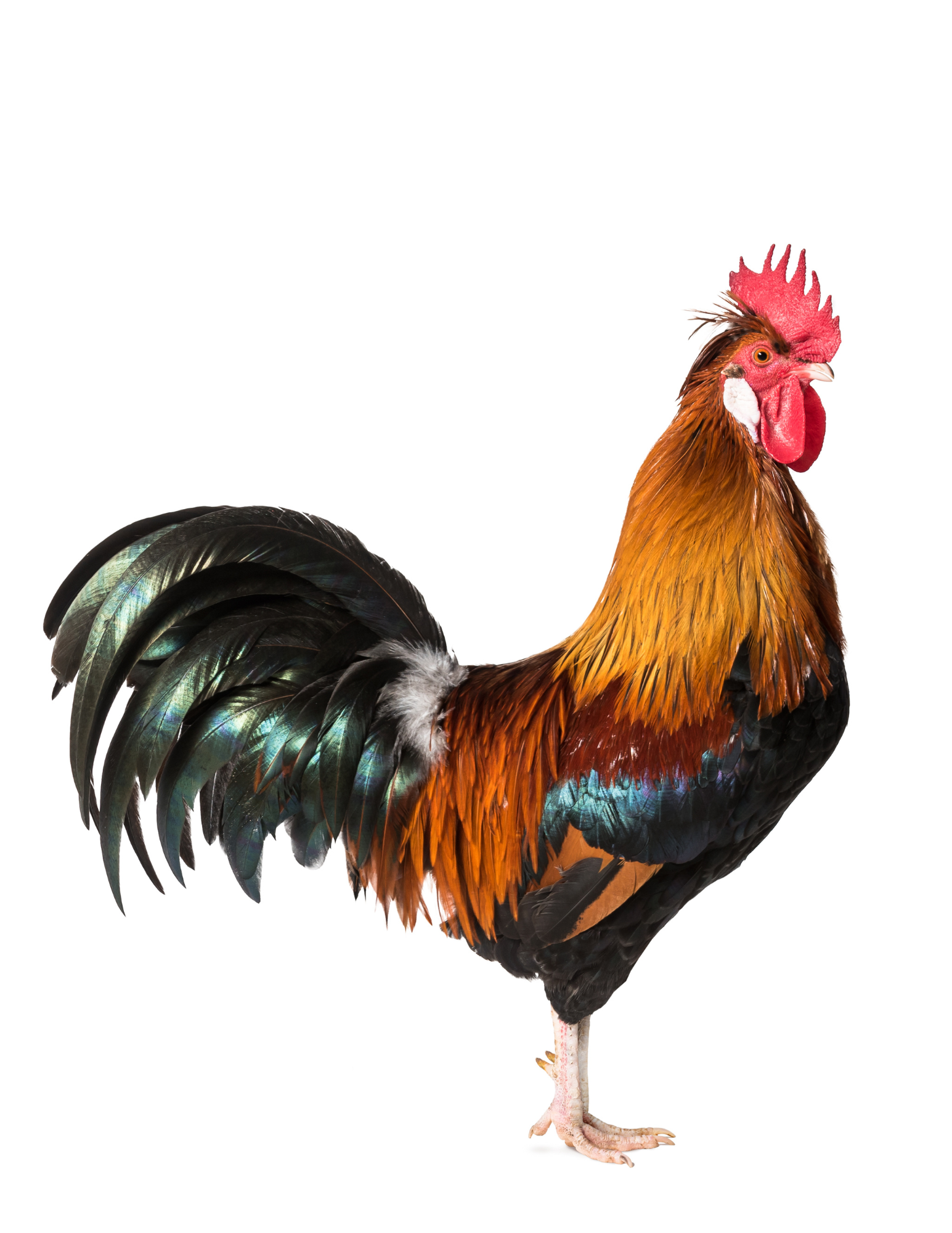 GALLOS Y GALLINAS