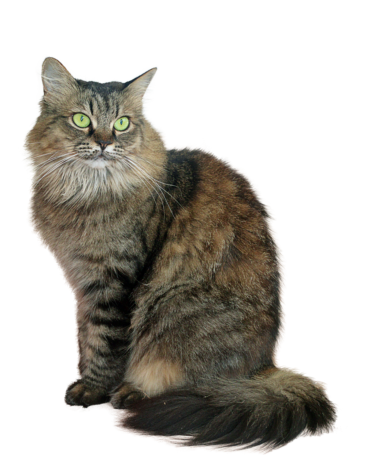 GATO